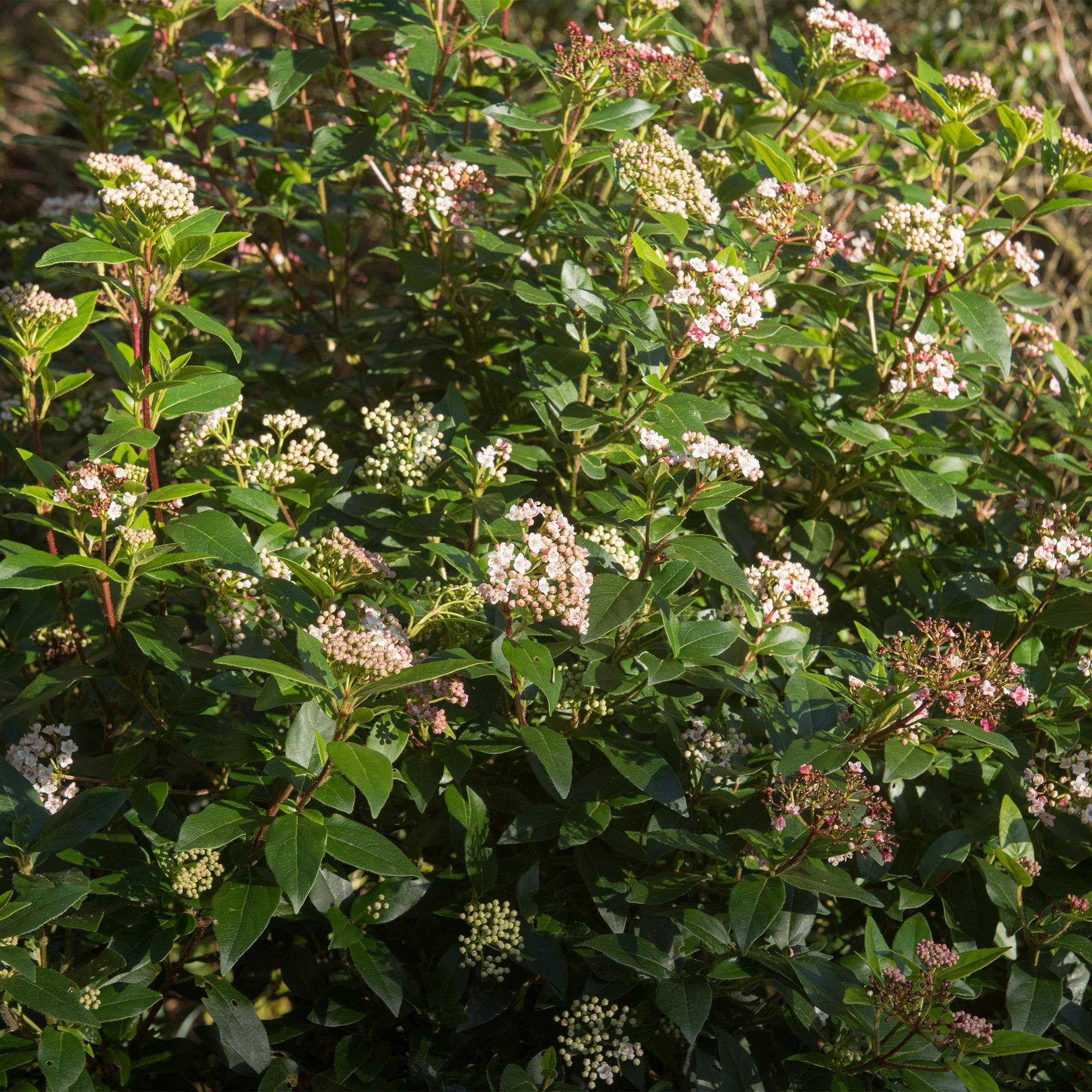 Immergrüner Viburnum tinus Eve Price in Topf, weiß-rosa Blüten, winterhart, ca. 90cm hoch, Terrassenpflanze von Everspring