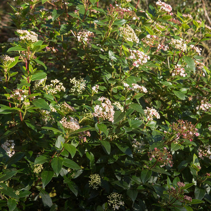 Immergrüner Viburnum tinus Eve Price in Topf, weiß-rosa Blüten, winterhart, ca. 90cm hoch, Terrassenpflanze von Everspring