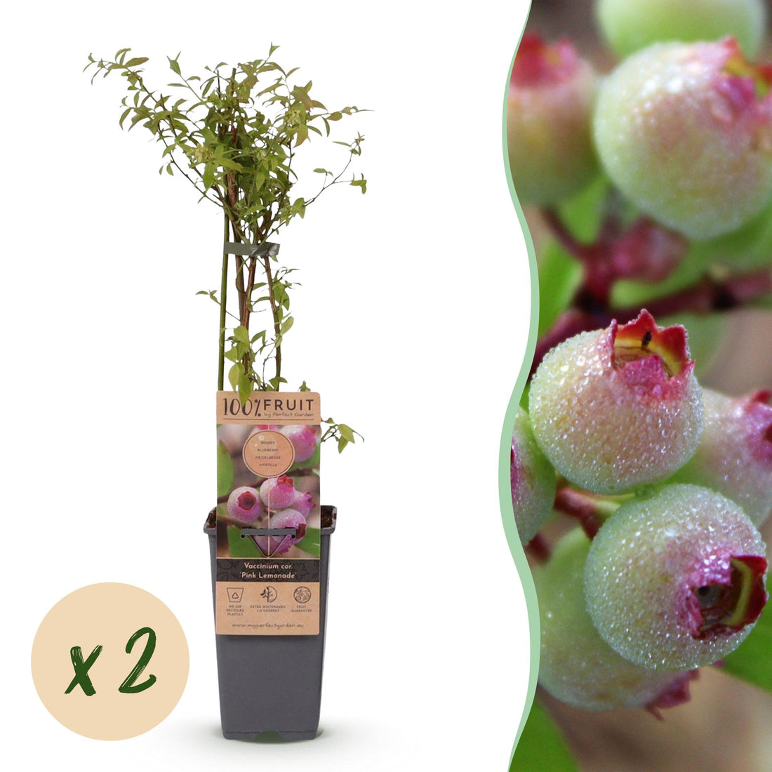 Zwei rosa Heidelbeerpflanzen Vaccinium corymbosum &