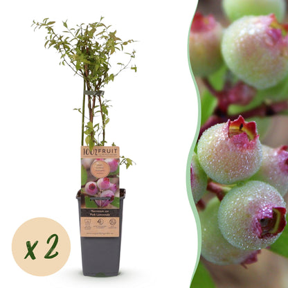 Zwei rosa Heidelbeerpflanzen Vaccinium corymbosum &