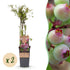 Zwei rosa Heidelbeerpflanzen Vaccinium corymbosum &