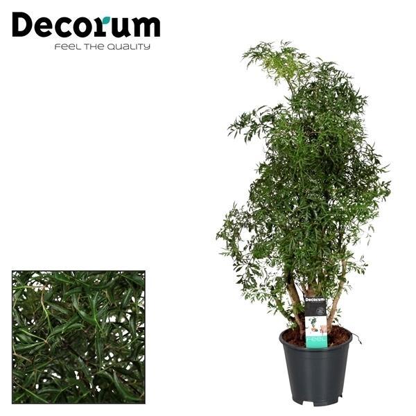 Polyscias Hawaiiana Ming - Ø17cm - ↕65cm - Wurzelwerk Design