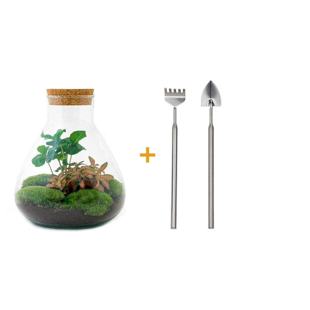 Everspring Flaschengarten Sammie Coffea mit Rake und Schaufel, 26 cm hoch, grüner Kaffeebaum in Glasgefäß, perfekt für Pflanzenliebhaber