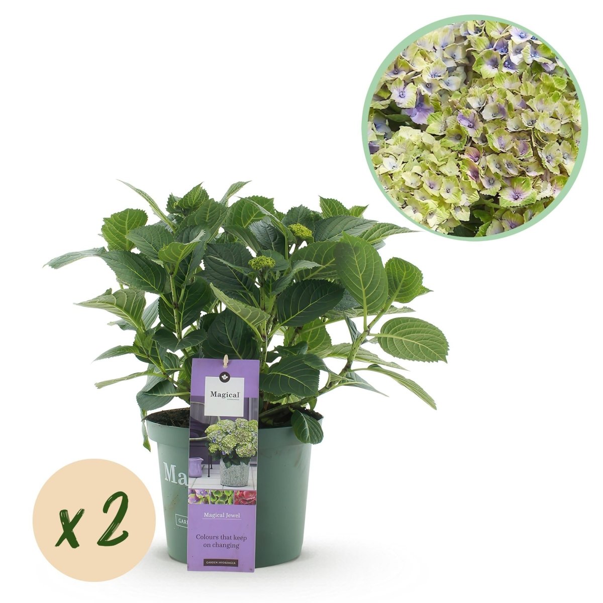 Balkon - Hortensie Blau – 2 Pflanzen – 6–10 Blüten – Ø23 cm Topf – Höhe ca. 55 cm - Wurzelwerk Design
