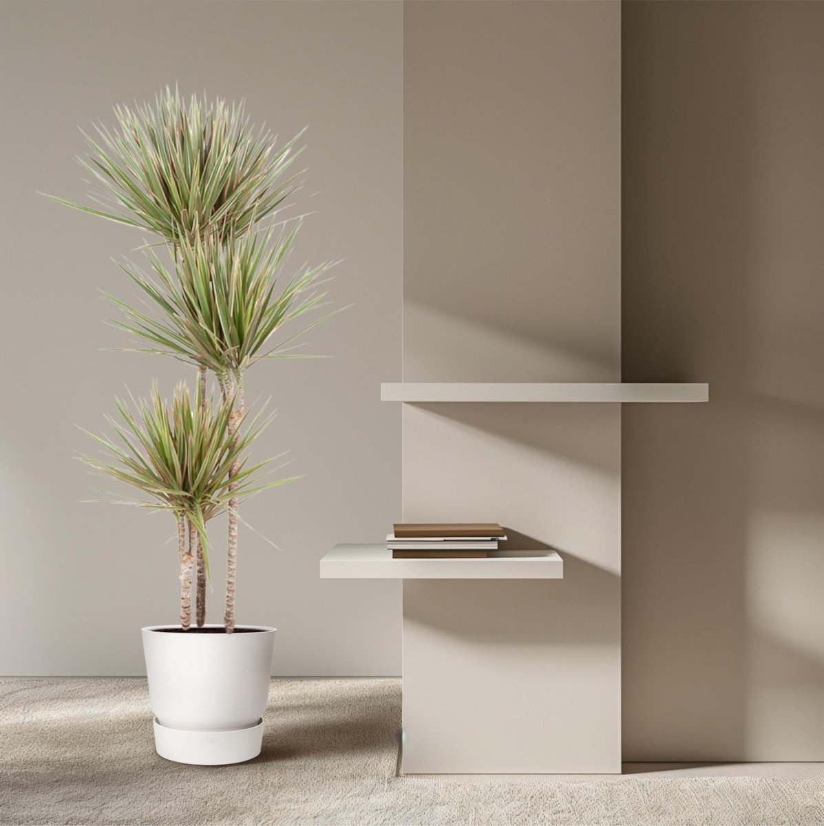 Dracaena Marginata Bicolor – Exotische Zimmerpflanze mit dekorativen Blättern - Wurzelwerk Design