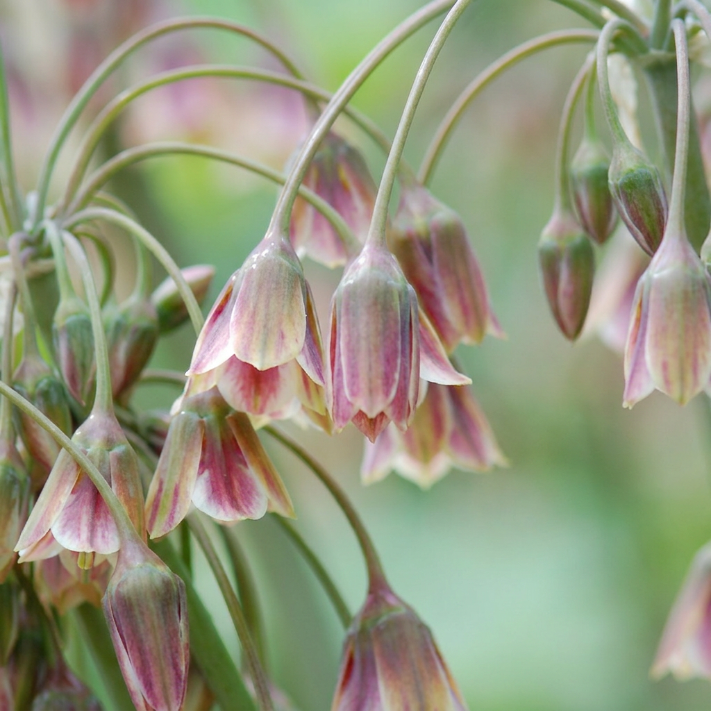 Sizilianischer Honigknoblauch Creme-Rosa – Allium siculum online kaufen | 40 bis 320 Blumenzwiebeln, nickende Glockenblüten – Wurzelwerk Design
