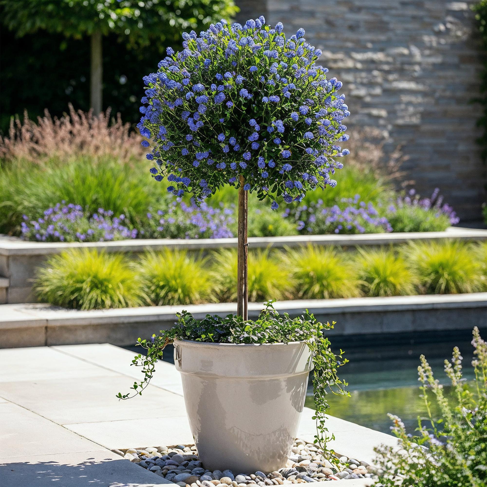 Säckelblume Victoria Stämmchen – Ceanothus impressus online kaufen | Blaue Blüte, Immergrün &amp; Bienenfreundlich – Wurzelwerk Design
