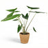 Everspring Alocasia zebrina Elefantenohr Pflanze, 70–75 cm hoch, mit Korb, große grüne Blätter mit Zebramuster