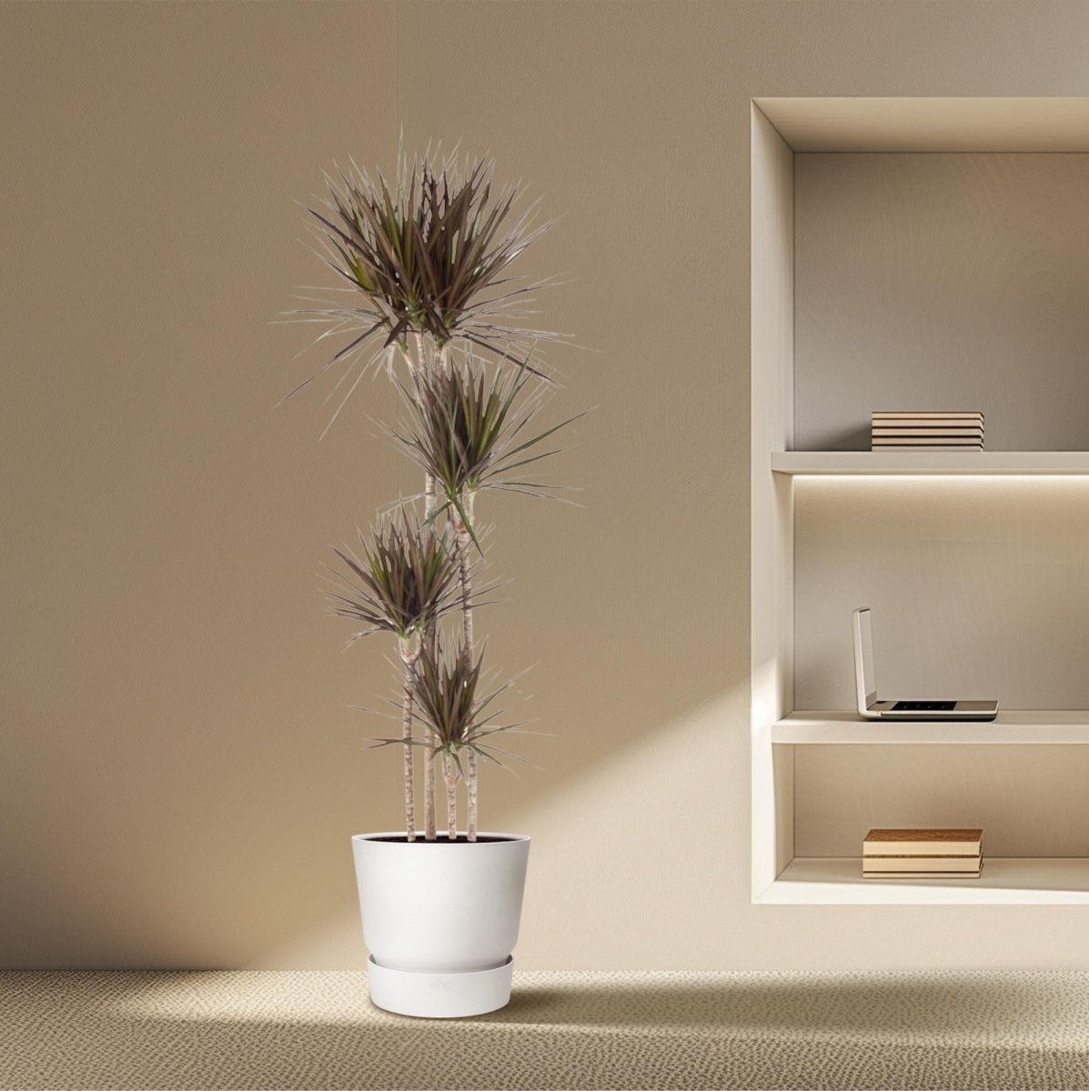 Dracaena marginata ‘Magenta’ – Exotische Zimmerpflanze - Wurzelwerk Design