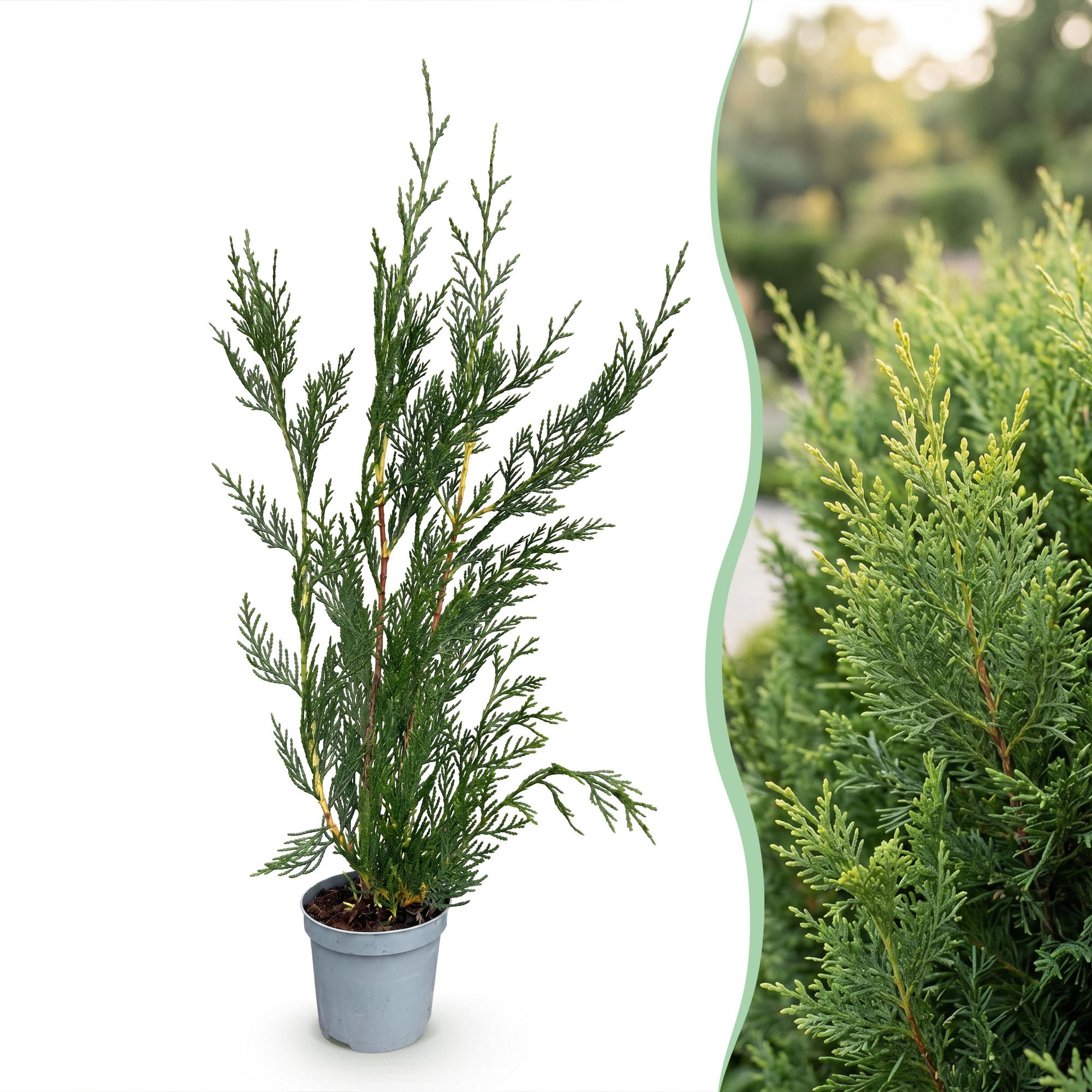 Leyland-Zypresse Jungpflanzen – Cupressocyparis leylandii online kaufen | 8er-Set, immergrün &amp; sehr schnellwachsend – Wurzelwerk Design