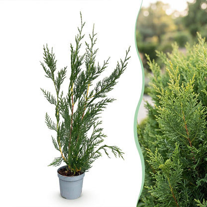 Leyland-Zypresse Jungpflanzen – Cupressocyparis leylandii online kaufen | 8er-Set, immergrün &amp; sehr schnellwachsend – Wurzelwerk Design