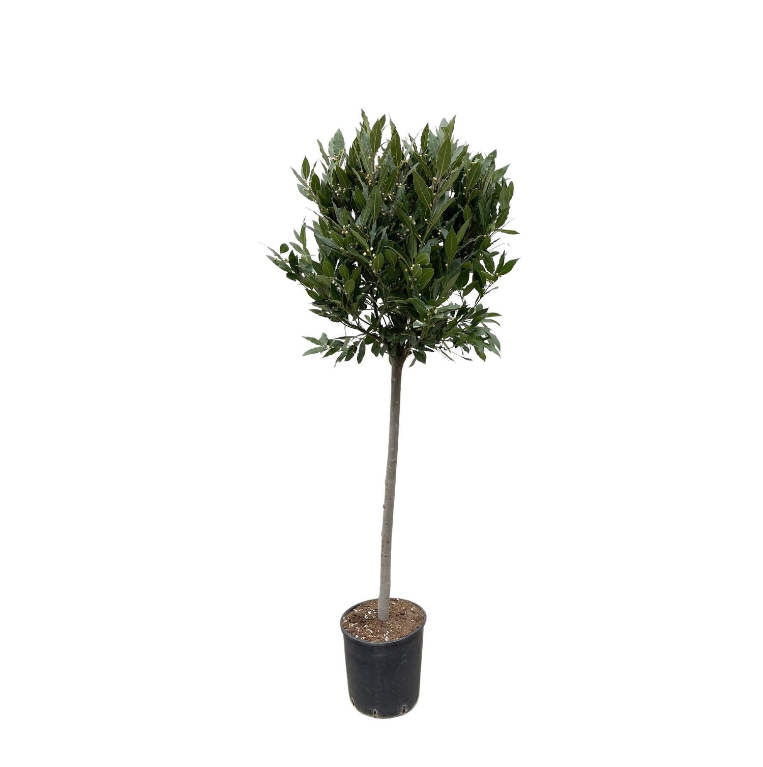 Echter Lorbeerbaum von Everspring, 210 cm hoch mit einem Durchmesser von 40 cm, grüne Blätter, langlebige Zimmerpflanze