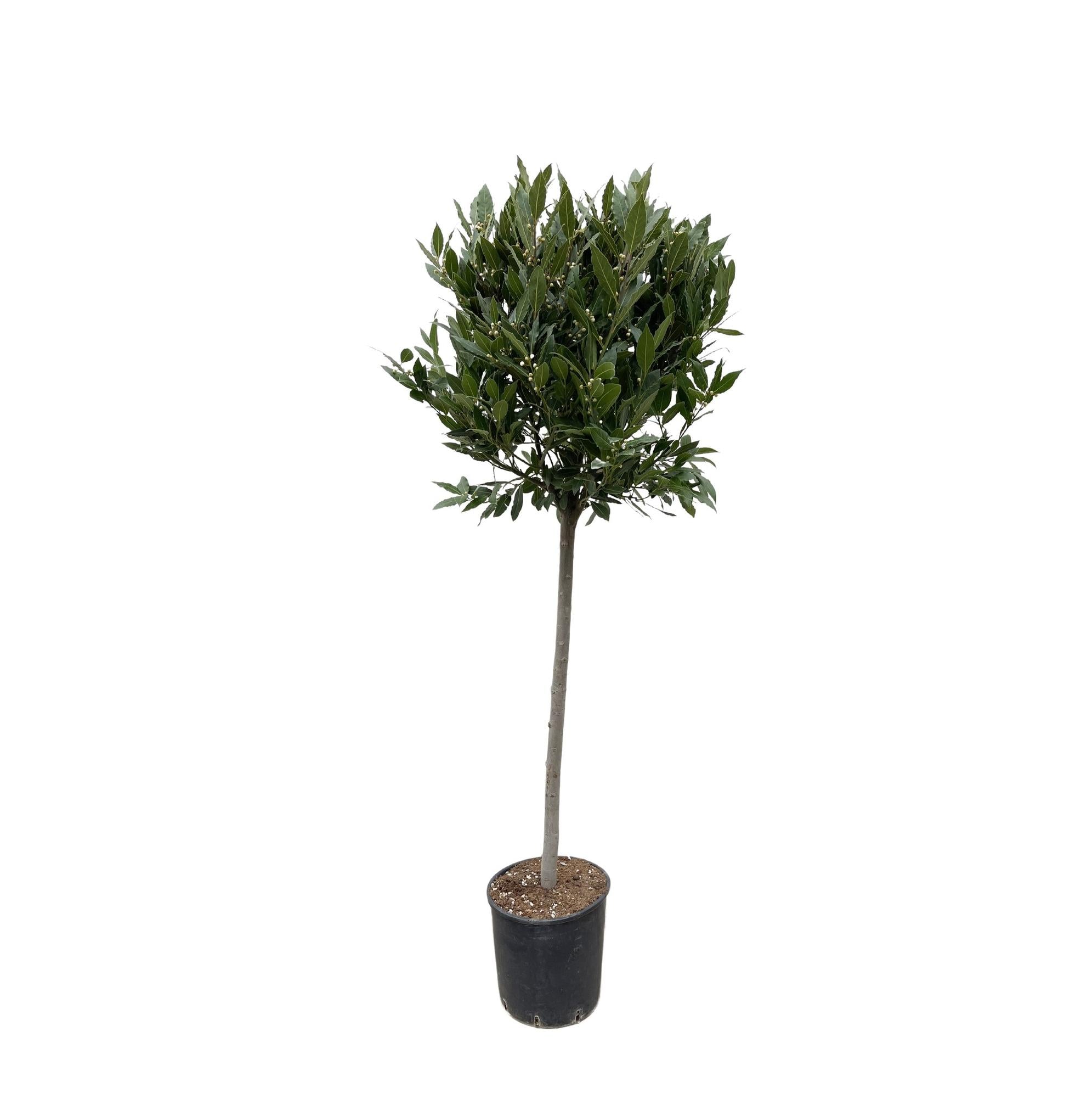 Echter Lorbeerbaum von Everspring, 210 cm hoch mit einem Durchmesser von 40 cm, grüne Blätter, langlebige Zimmerpflanze