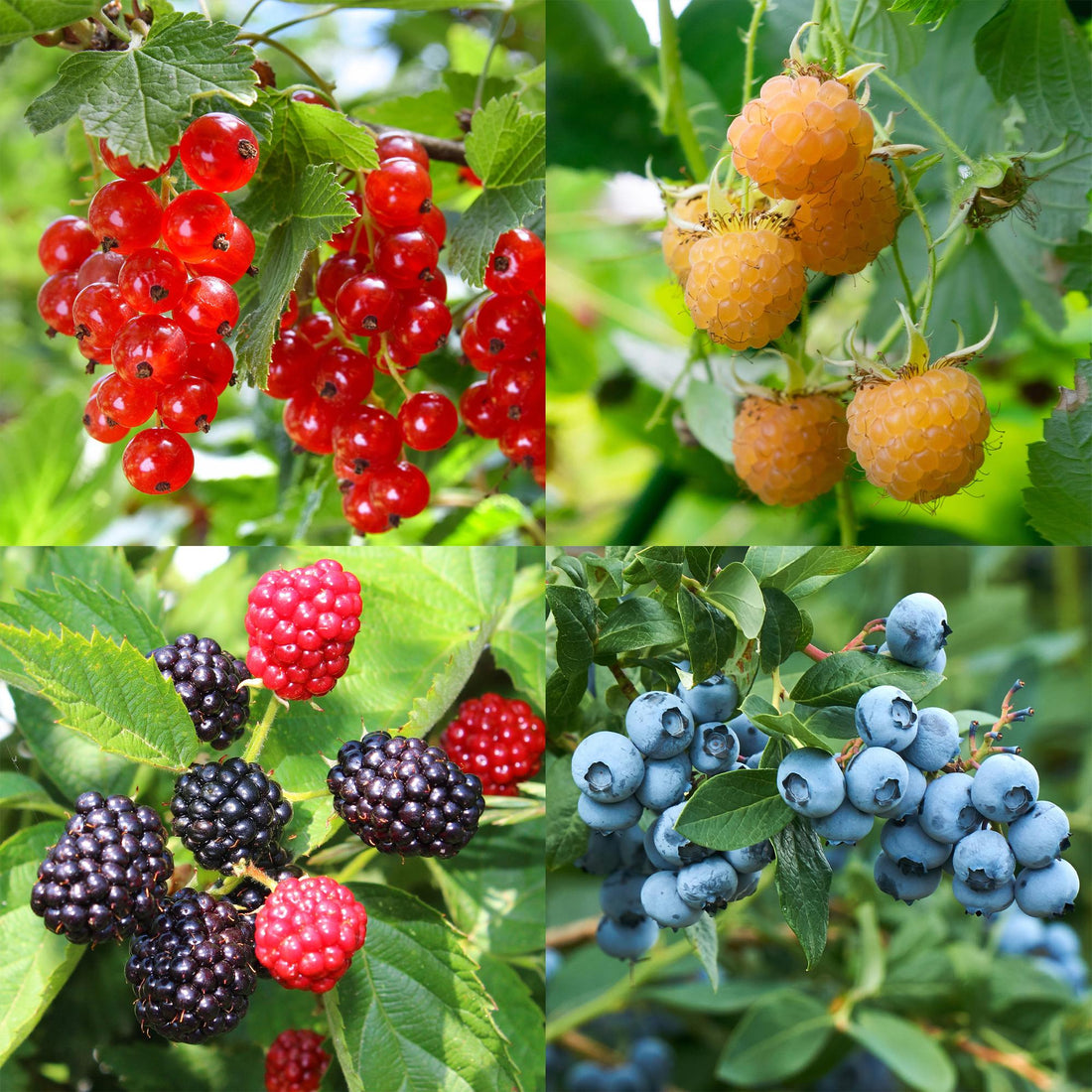 Obstpflanzenmix - Rote Beere, Gelbe Himbeere, Schwarze Brombeere, Blaubeere - 4 Pflanzen - Topf 11cm Höhe 40cm