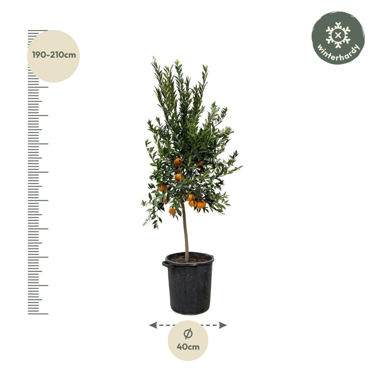 Citrus Mandarino 200 cm | Mandarinenbaum im Ø40 cm Topf – Mediterrane Kübelpflanze - Wurzelwerk Design