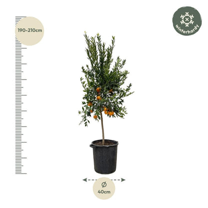 Citrus Mandarino 200 cm | Mandarinenbaum im Ø40 cm Topf – Mediterrane Kübelpflanze - Wurzelwerk Design
