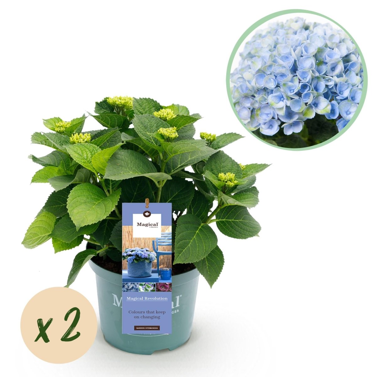 Balkon - Hortensie Magical Revolution Blue – 2 Pflanzen – 6–10 Blüten – Ø23 cm Topf – Höhe ca. 55 cm - Wurzelwerk Design