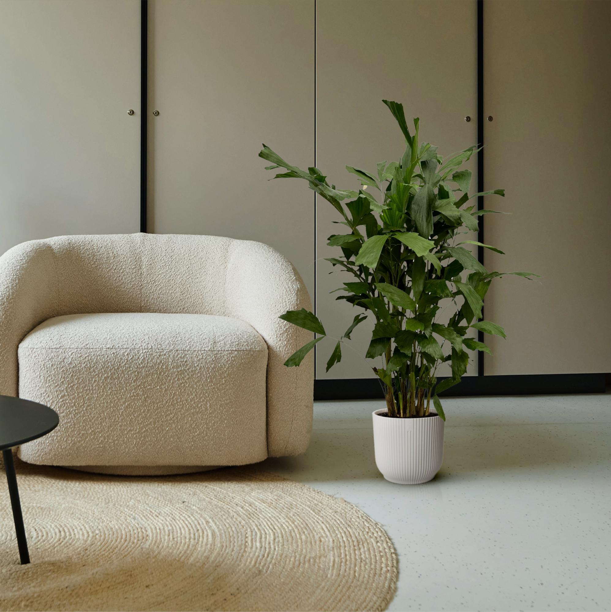 Fischschwanzpalme Caryota mitis, tropische Zimmerpflanze, grüne Blätter, in verschiedenen Größen, von Everspring, Nahaufnahme