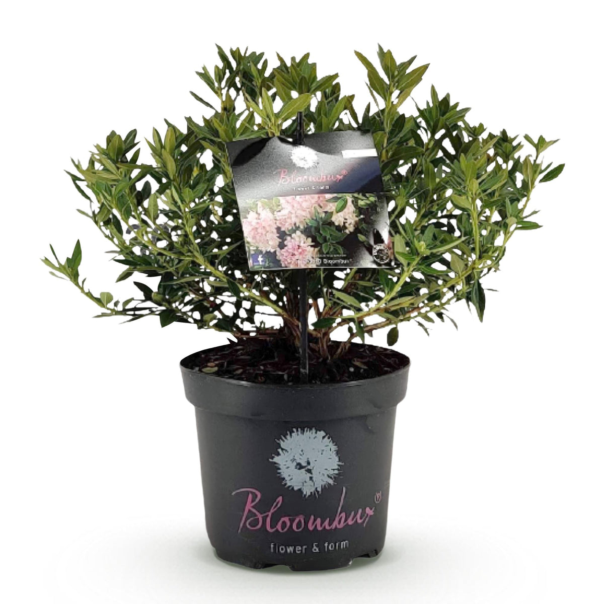 Hellrosa Rhododendron Bloombux in Topf mit 23 cm Durchmesser, Höhe 45–55 cm, Everspring, blühende Pflanze