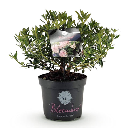 Hellrosa Rhododendron Bloombux in Topf mit 23 cm Durchmesser, Höhe 45–55 cm, Everspring, blühende Pflanze