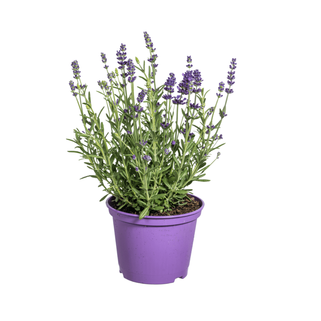 Lavandula angustifolia (8er - Set) – Echter Lavendel Ø19 cm | Duft &amp; Bienenliebe - Wurzelwerk Design