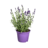 Lavandula angustifolia (8er - Set) – Echter Lavendel Ø19 cm | Duft & Bienenliebe - Wurzelwerk Design