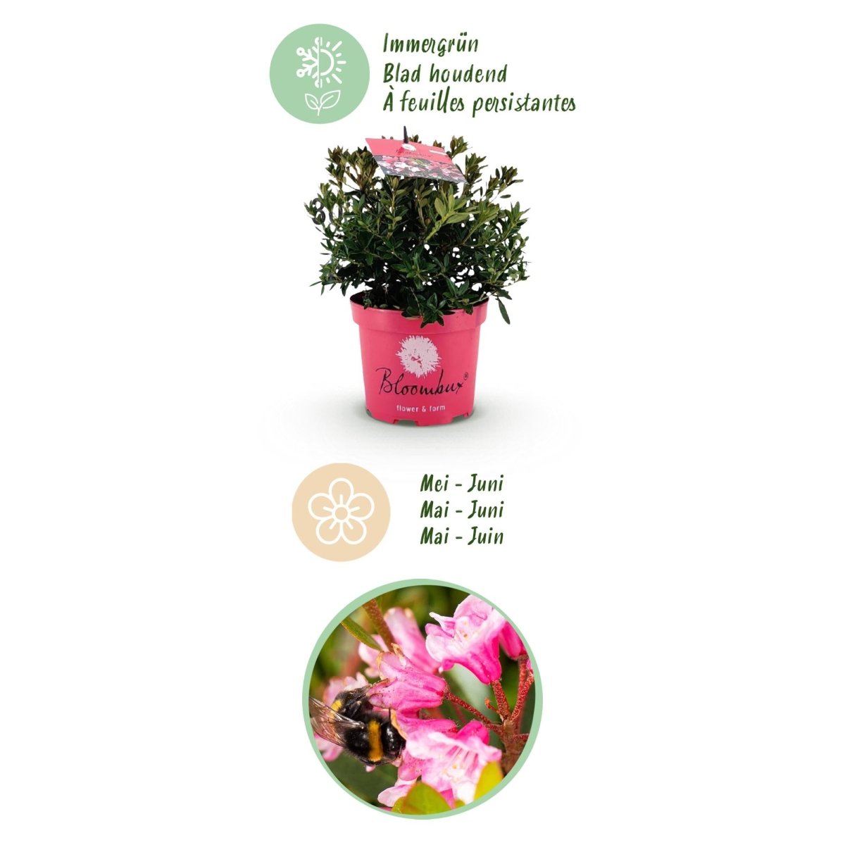 Rhododendron Bloombux Magenta kaufen | Topf Ø 17 cm, Höhe 30–40 cm - Wurzelwerk Design