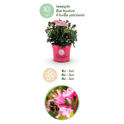Rhododendron Bloombux Magenta kaufen | Topf Ø 17 cm, Höhe 30–40 cm - Wurzelwerk Design