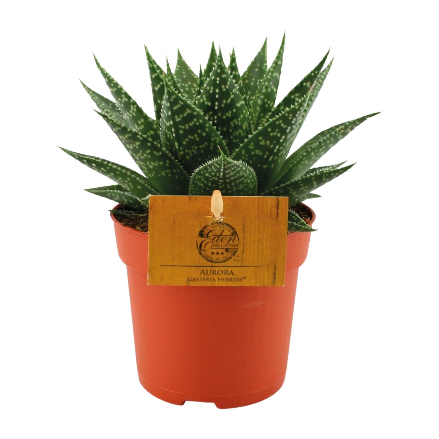 Gasteria Hybride &