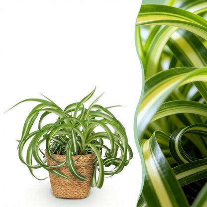 Chlorophytum comosum Graslilie Bonnie im Topf mit 12 cm Durchmesser, haustierfreundliche Zimmerpflanze von Everspring.