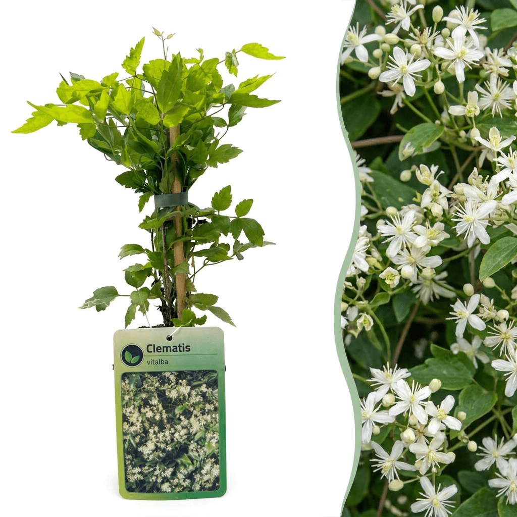 Gewöhnliche Waldrebe kaufen – Clematis vitalba | weiß, Ø 9 cm, Höhe 35 cm - Wurzelwerk Design