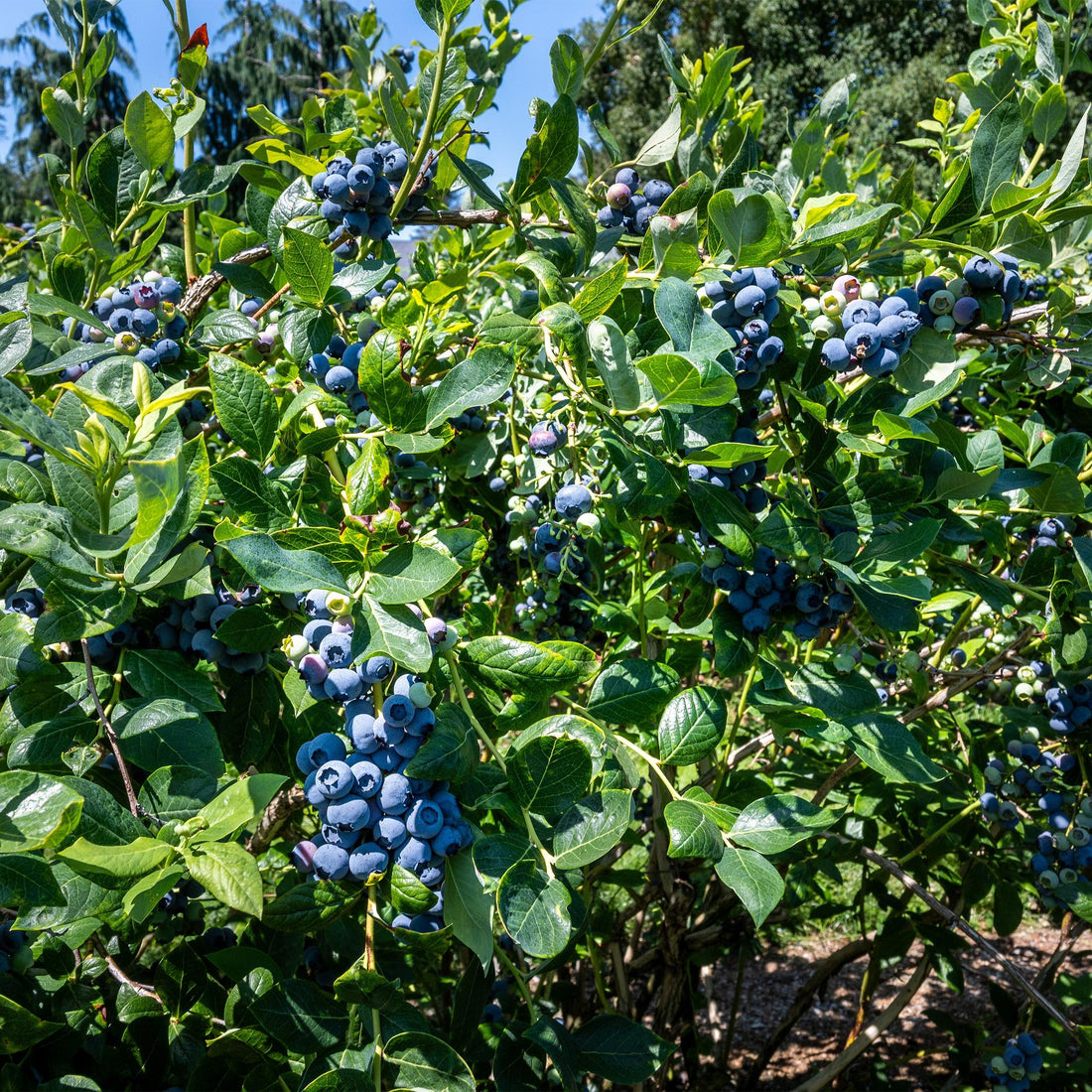 Heidelbeere - Vaccinium corymbosum Goldtraube - Blaubeere - Dornenlos - 2 Pflanzen - Topf 11cm Höhe 40cm