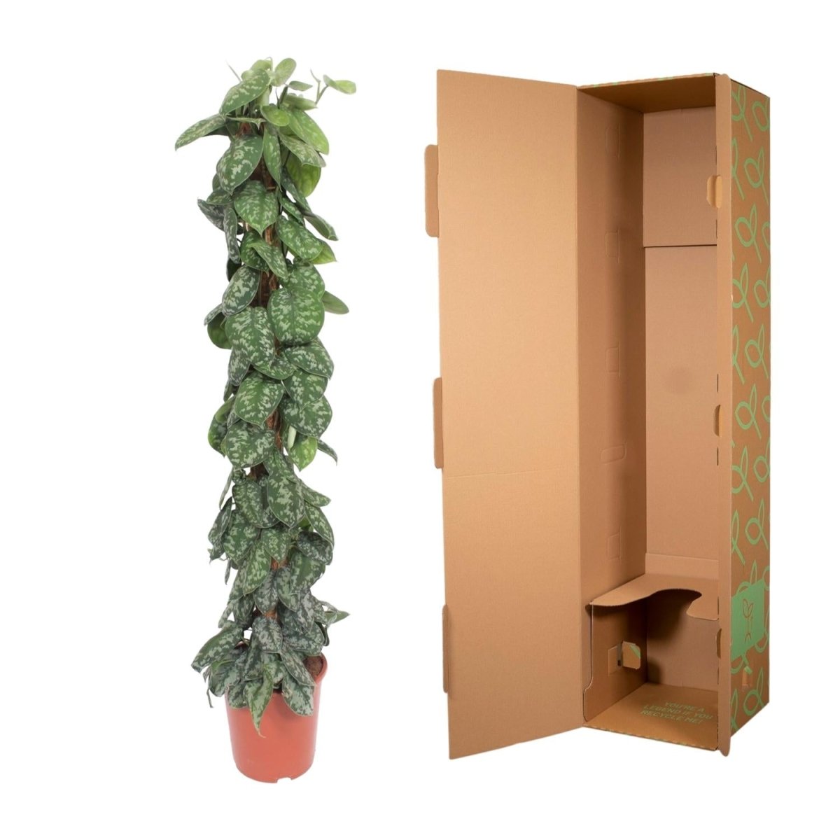 Scindapsus Pictus Trebie - 160 cm - Ø 30 - Wurzelwerk Design