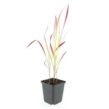Imperata cylindrica ‘Red Baron’ – 24 Pflanzen Ø 9 cm – Japanisches Blutgras mit intensiver roter Färbung - Wurzelwerk Design