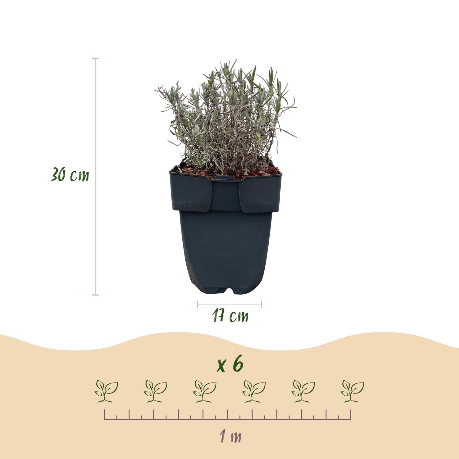Lavendel Hidcote – Lavandula angustifolia online kaufen | 6 Pflanzen für 1 m Hecke, dunkelviolett &amp; bienenfreundlich – Wurzelwerk Design