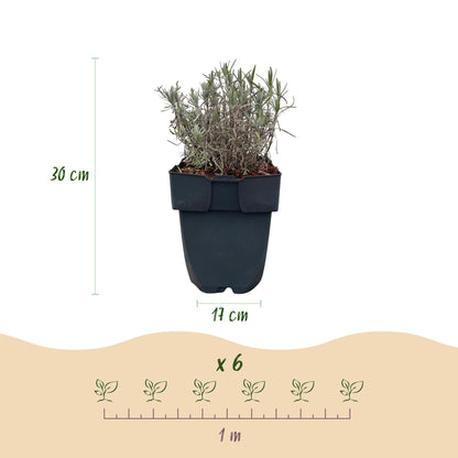 Lavendel Hidcote – Lavandula angustifolia online kaufen | 6 Pflanzen für 1 m Hecke, dunkelviolett &amp; bienenfreundlich – Wurzelwerk Design