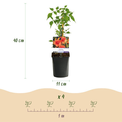 Campsis radicans &