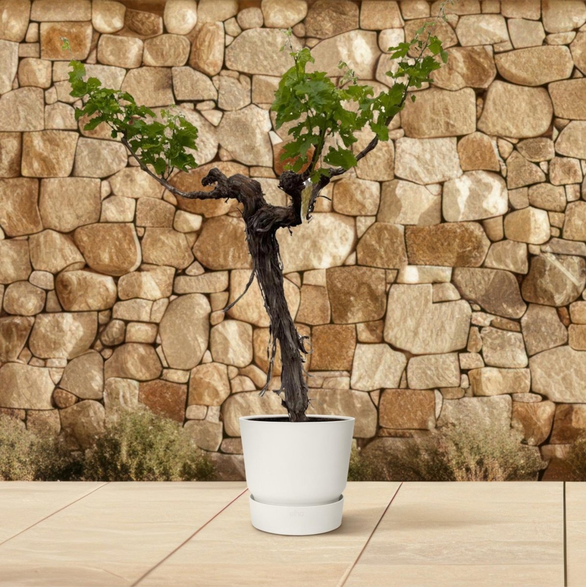 Weinrebe – Vitis vinifera – ca. 220 cm – Ø55 cm Topf – Mediterrane Kletterpflanze &amp; Obstpflanze - Wurzelwerk Design