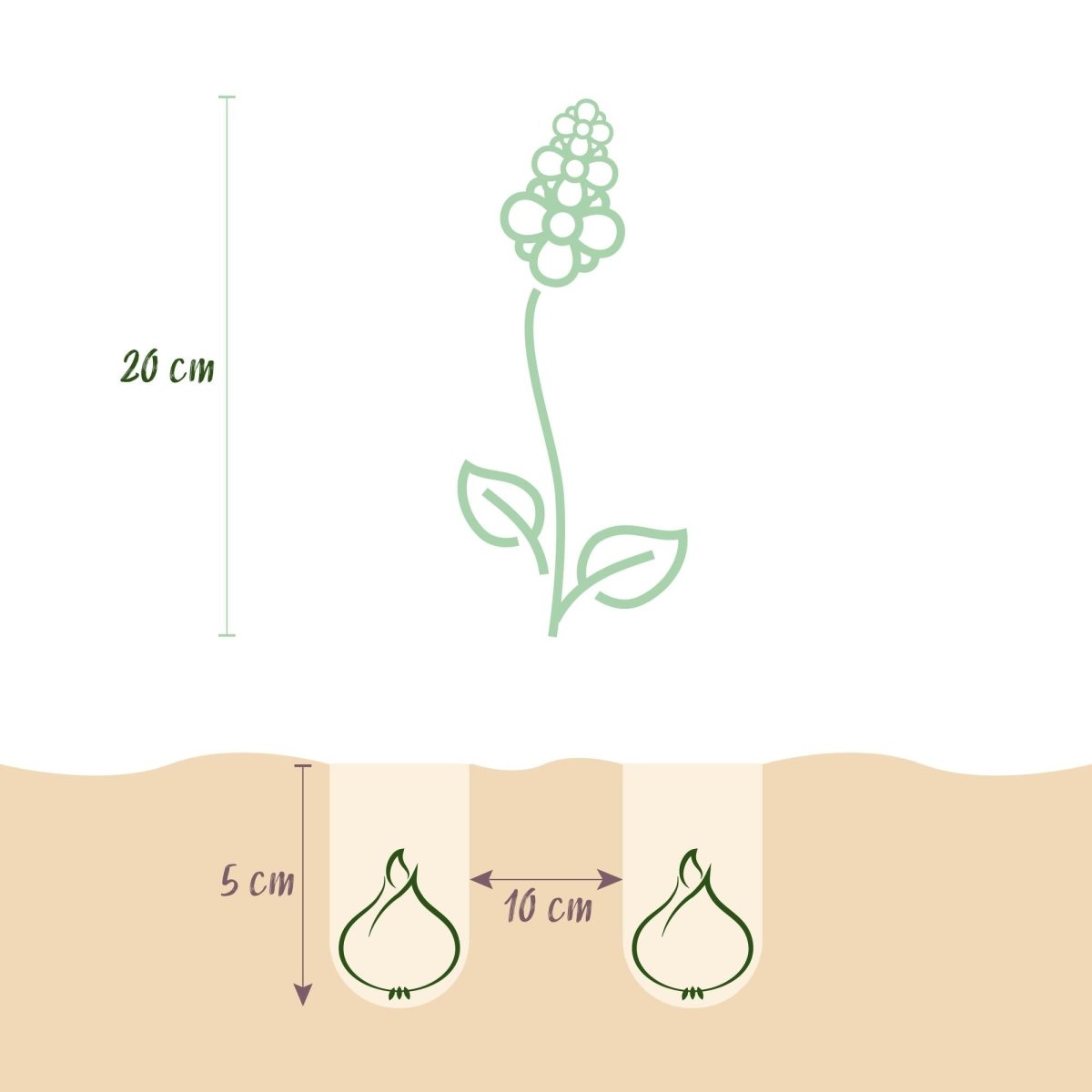 Blumenzwiebeln Corydalis Beth Evans | 20 Stück Weiß &amp; Lila – Zwiebelgröße 6/7 – XXL Pack - Wurzelwerk Design
