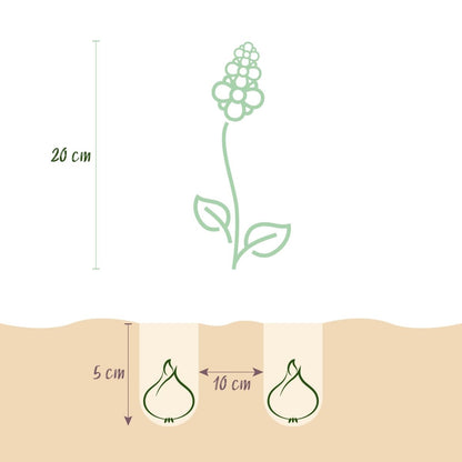 Blumenzwiebeln Corydalis Beth Evans | 20 Stück Weiß &amp; Lila – Zwiebelgröße 6/7 – XXL Pack - Wurzelwerk Design