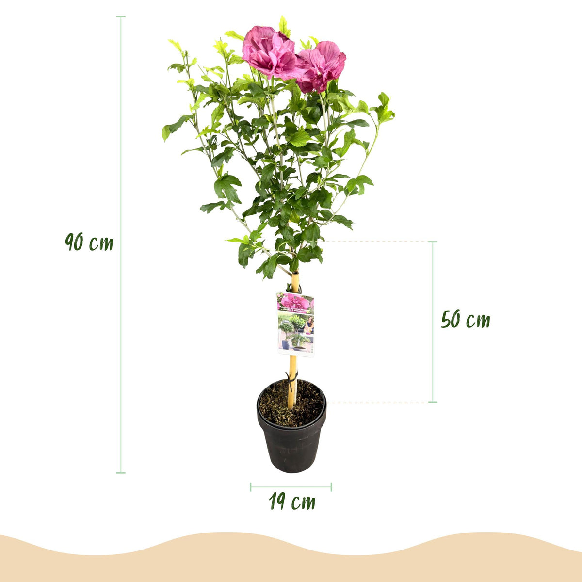 Hibiscus syriacus Magenta Chiffon® in 19cm Topf, winterhart, laubabwerfend, rosa Blüte, Terrassenpflanze, Everspring