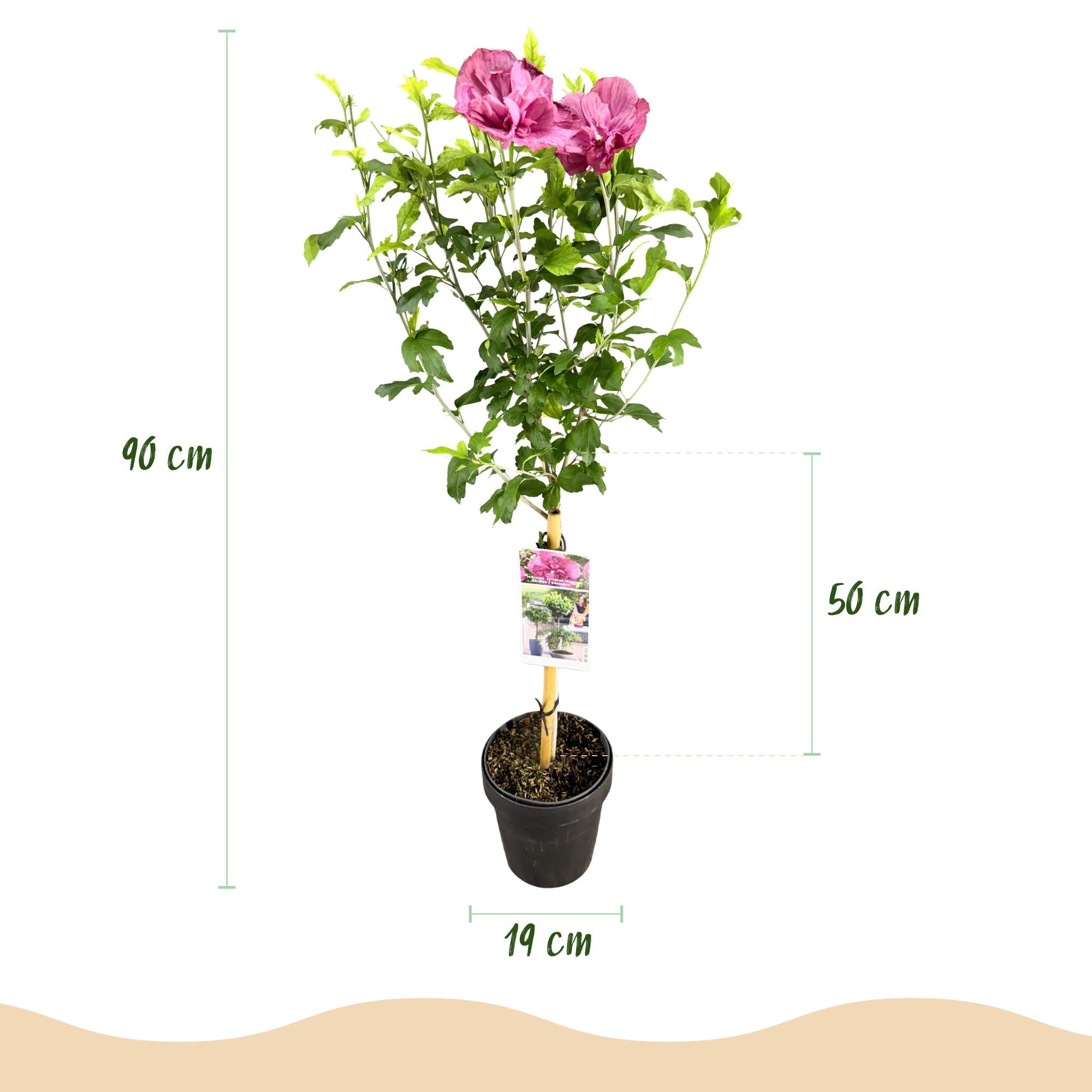 Hibiscus syriacus Magenta Chiffon® - Terrassen Pflanze - Laubabwerfend - Winterhart - Rosa Blüte - Topf 19cm Höhe 90cm