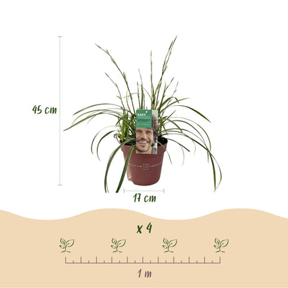 Carex morrowii &