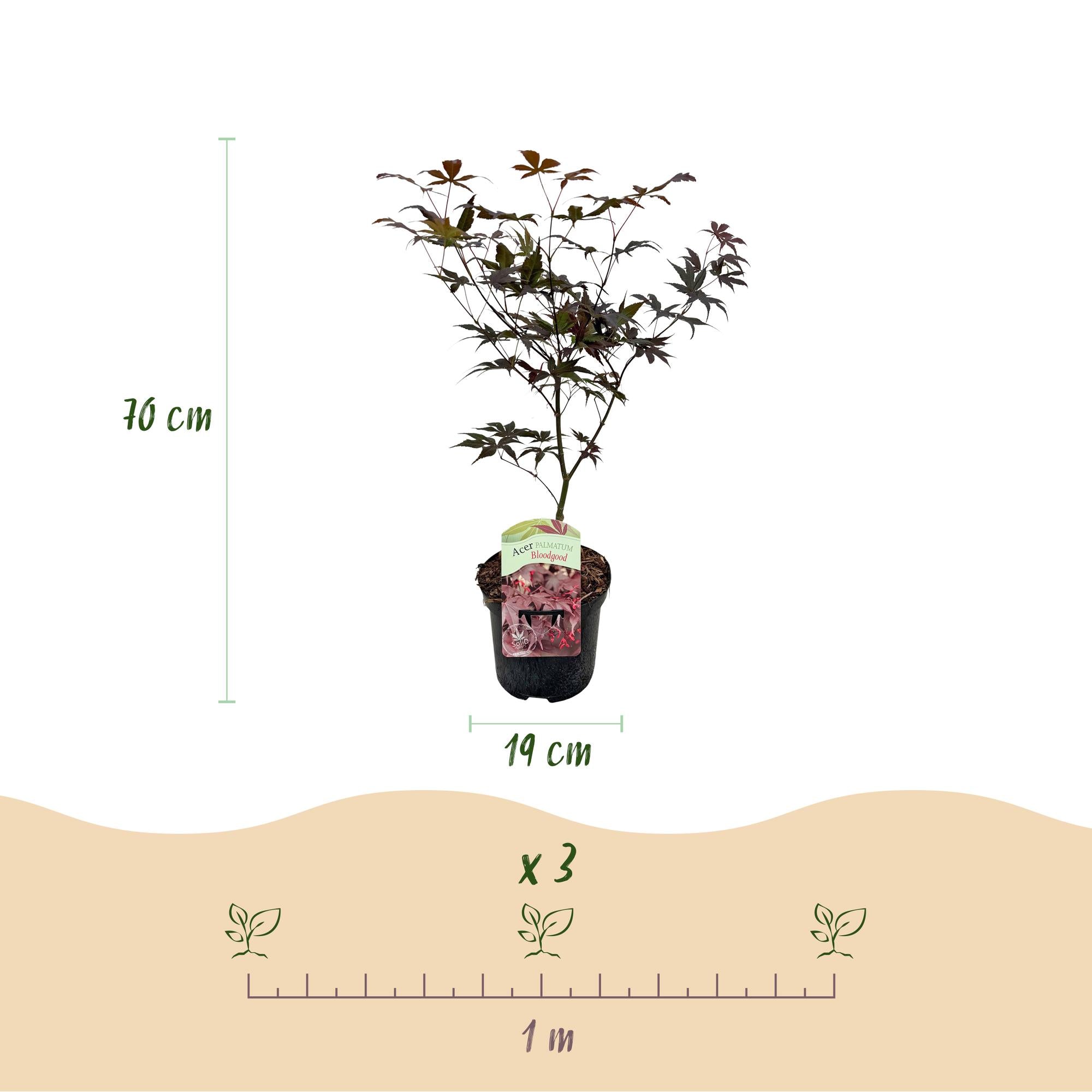Japanischer Ahorn Bloodgood in Topf, rot, laubabwerfend, ca. 70cm hoch, Everspring, Pflanze für Garten oder Balkon