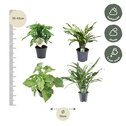 Pflanzenmix 4er - Set – Monstera, Aglaonema &amp; Syngonium - Wurzelwerk Design