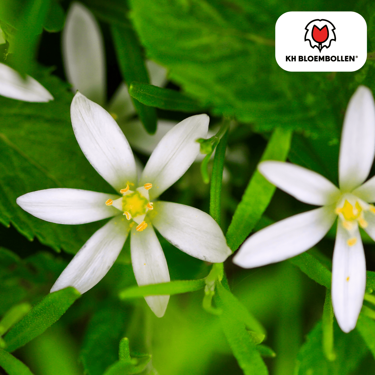 Vogelmilch (Ornithogalum) – 30 Stück | Sternenweiße Frühblüher - Wurzelwerk Design