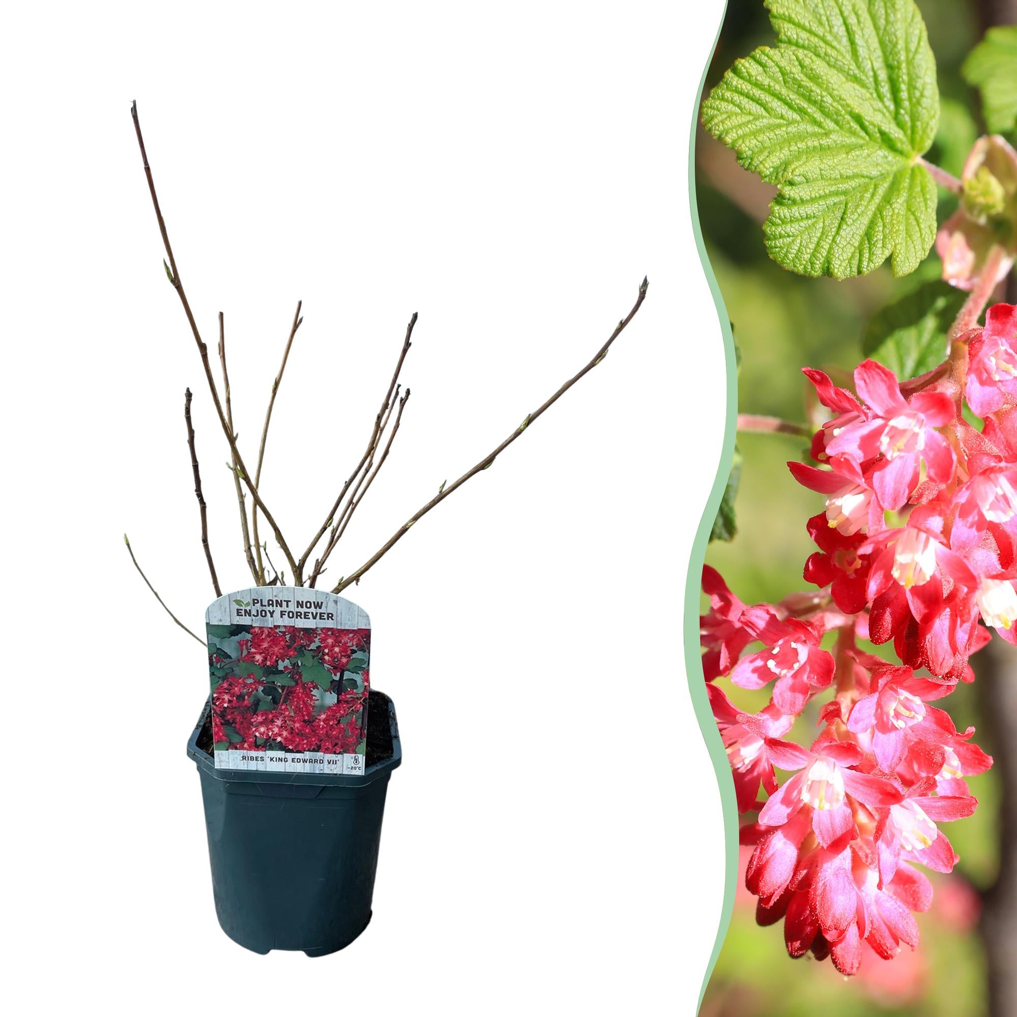 Everspring Ribes sanguineum Kind Edward Pflanze mit roten Blüten im Topf, laubabwerfend, ca. 45cm hoch, pflegeleicht.