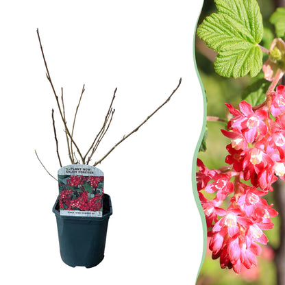 Everspring Ribes sanguineum Kind Edward Pflanze mit roten Blüten im Topf, laubabwerfend, ca. 45cm hoch, pflegeleicht.