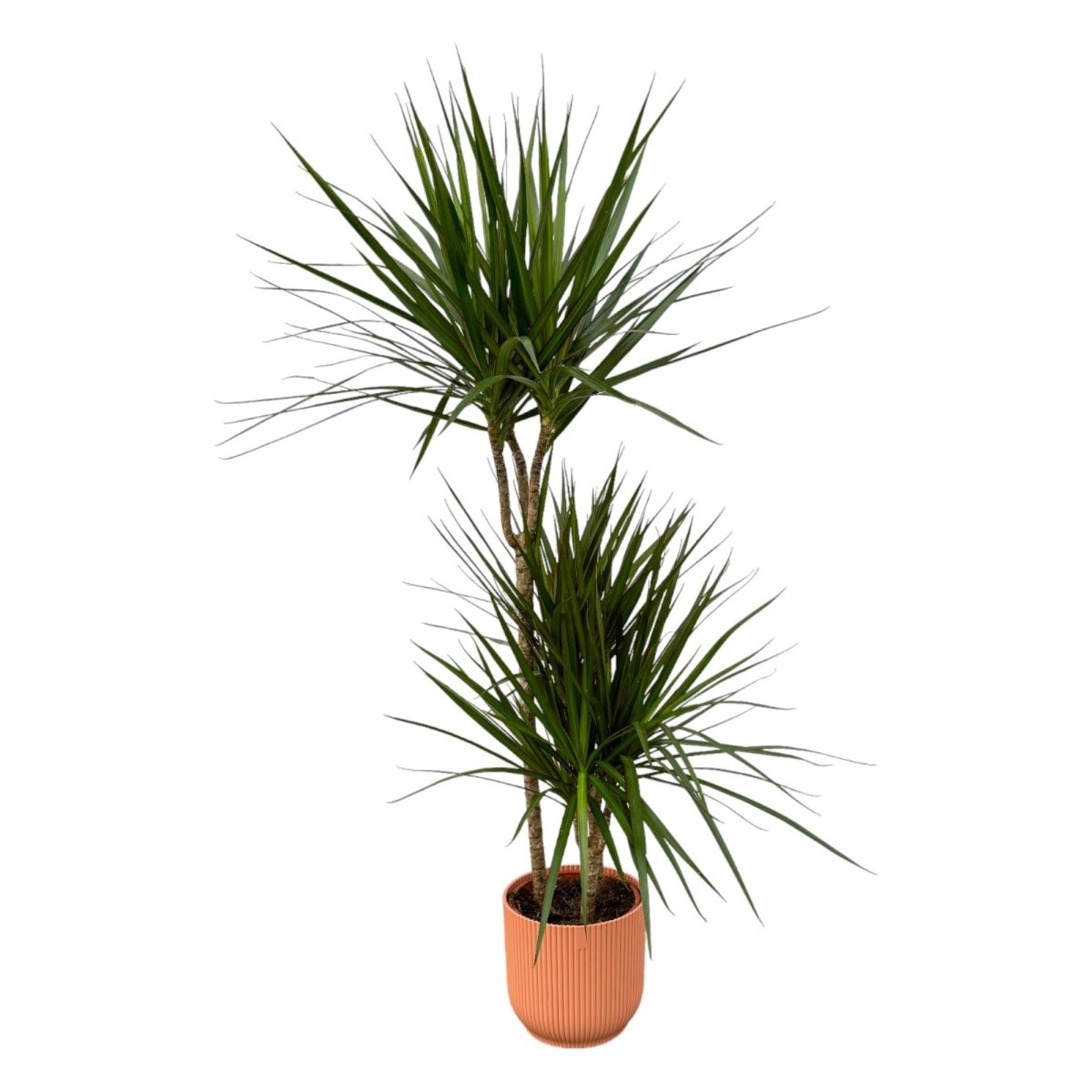 Dracaena Marginata kaufen – Drachenbaum mit Topf oder Korb - Wurzelwerk Design