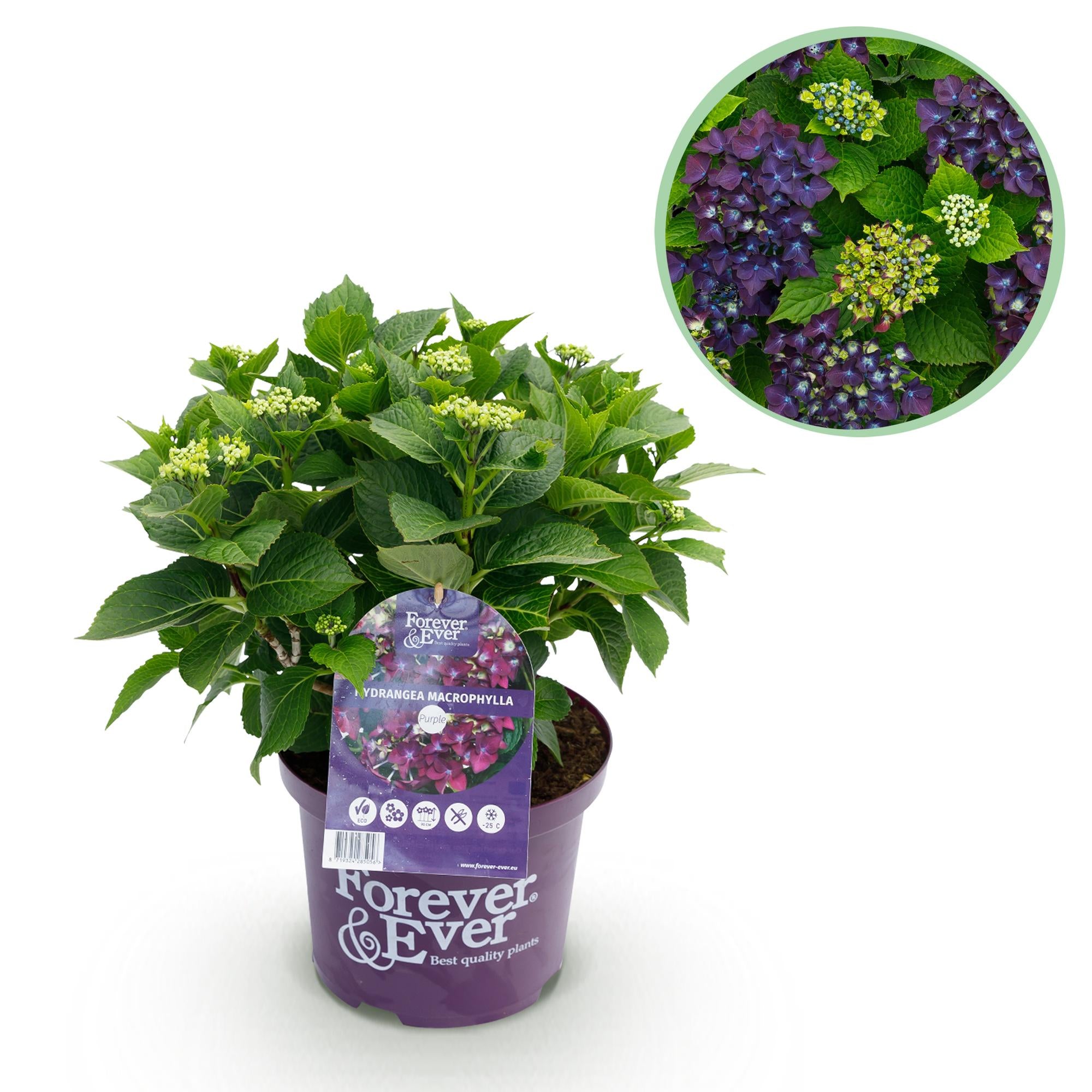 Everspring Hortensie Forever &amp; Ever in Lila, Topf, 7-12 Blüten, Höhe 55cm, Gartenpflanze, langlebige Hydrangea
